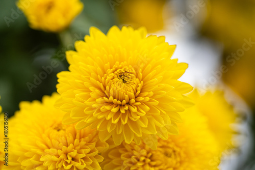 Yellow chrysanthemums in the park