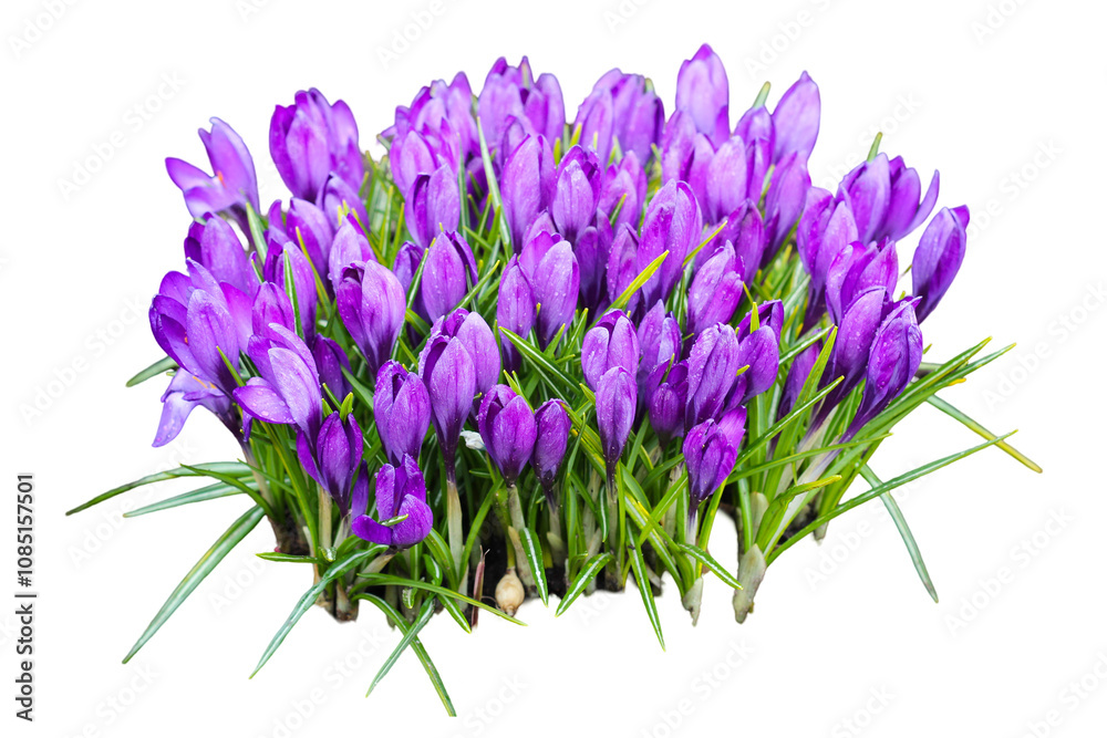 Naklejka premium Vibrant purple crocus flowers blooming in early spring, showcasing their delicate petals over lush green grass