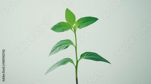 Isolated green leaf on a white background, showcasing nature's fresh growth