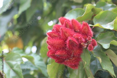 Lipstick plant (Bixa orellana), Achiote, or Annatto photo