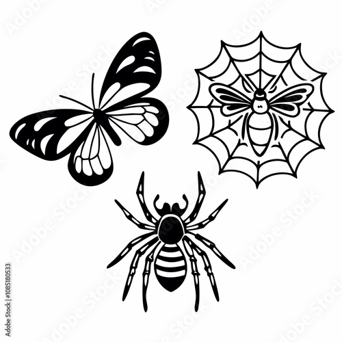 black and white spider