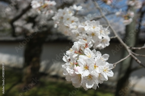 【京都】醍醐寺の桜