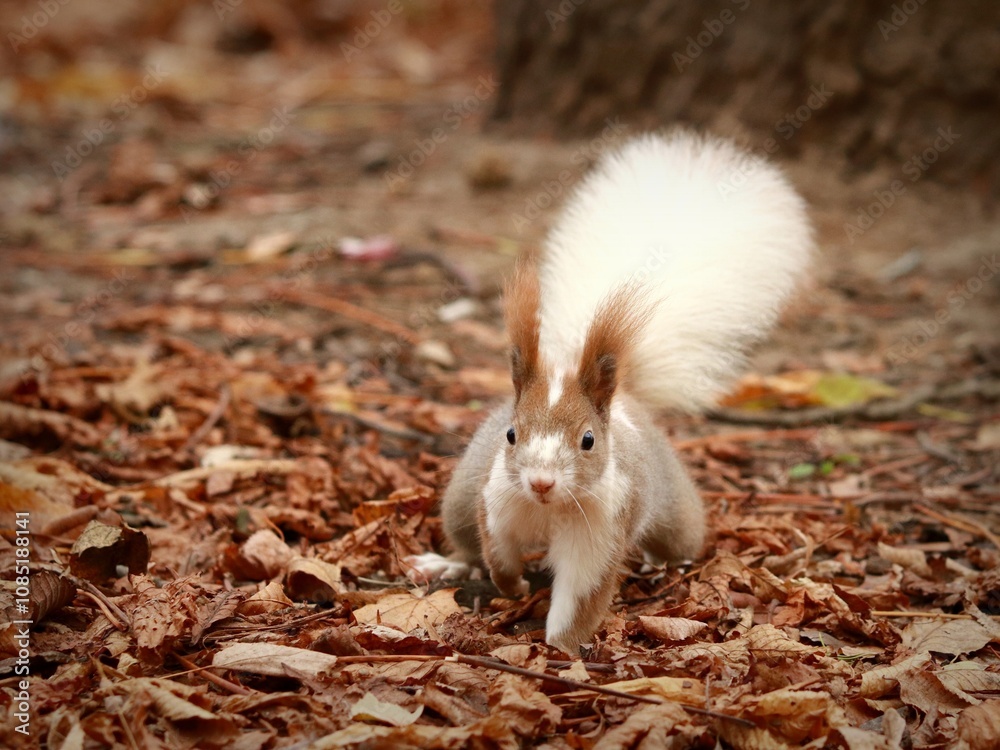Fototapeta premium Nietypowa wiewiórka