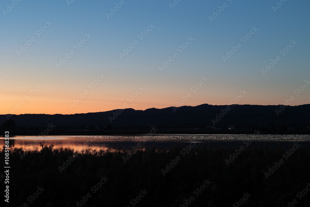 Obraz premium ねぐら入りしたマガンが羽を休める、日没後の宮島沼