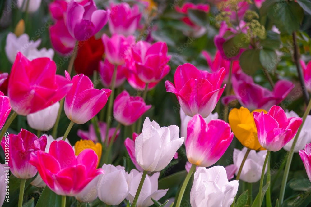 Blooming Pink Tulip: A Symbol of Grace and Elegance Blooming Pink Tulip: A Symbol of Grace and Elegance