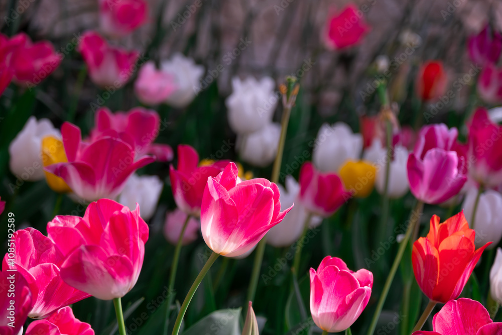 Close-Up of Tulips Showcasing Their Delicate Beauty Close-Up of Tulips Showcasing Their Delicate Beauty