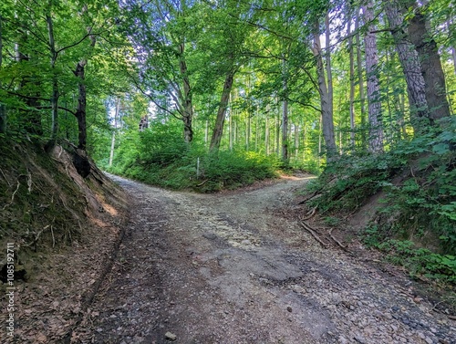 path in the forest