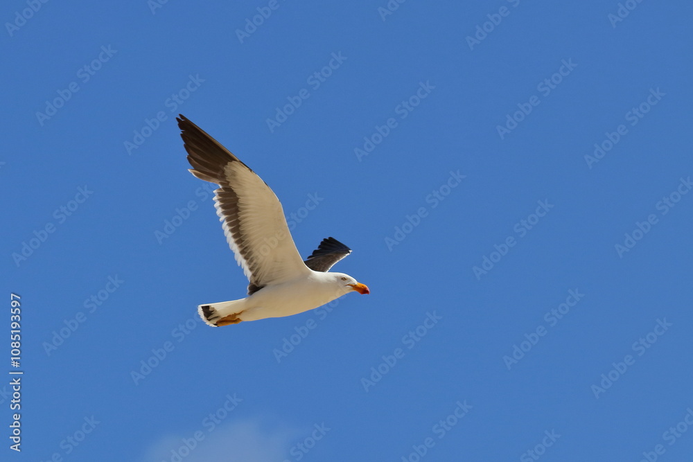 Obraz premium pacific gull