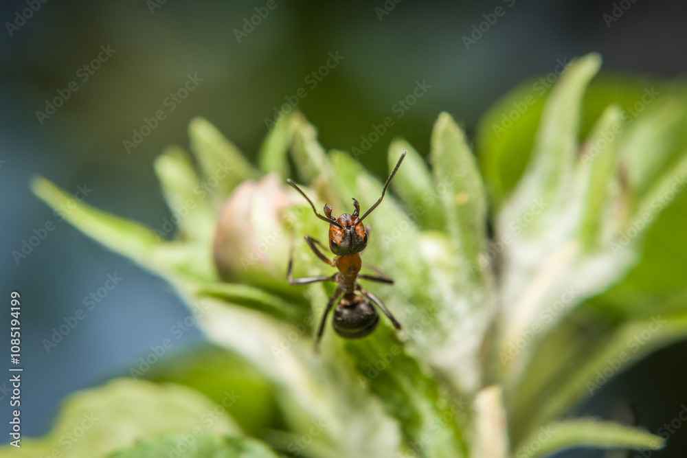 Nahaufnahme einer Ameise an den Blüten Knospen auf einem Apfel Baum, Deutschland Nahaufnahme einer Ameise an den Blüten Knospen auf einem Apfel Baum, Deutschland