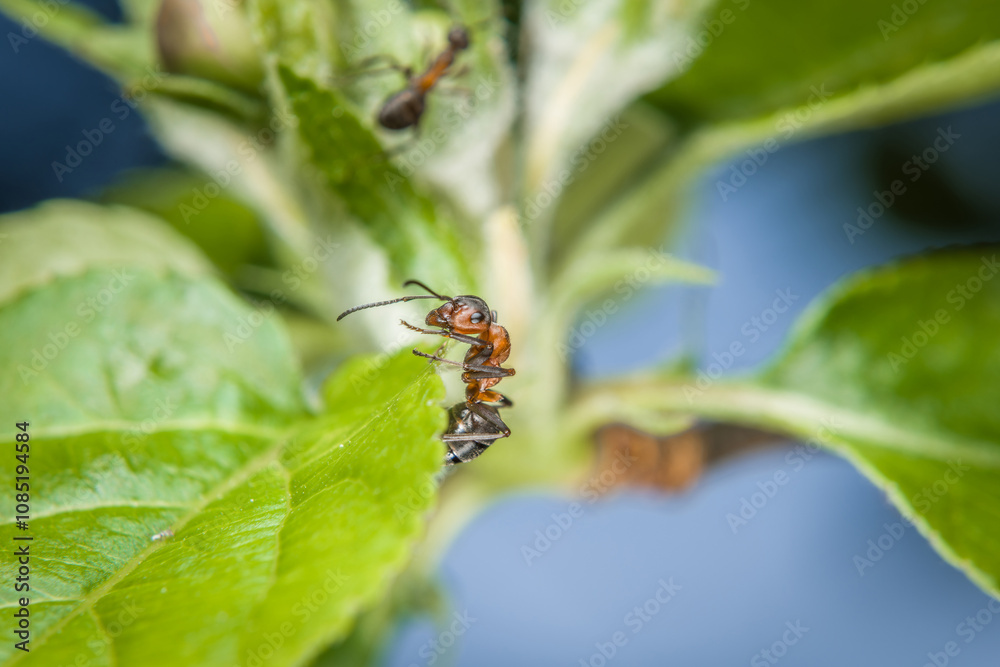 Nahaufnahme einer Ameise an den Blüten Knospen auf einem Apfel Baum, Deutschland Nahaufnahme einer Ameise an den Blüten Knospen auf einem Apfel Baum, Deutschland