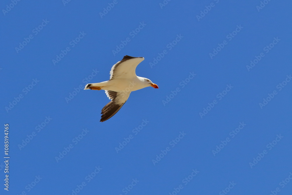 pacific gull pacific gull