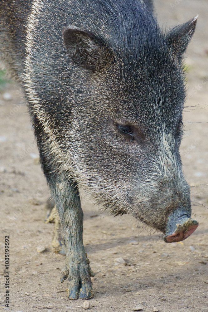 Adult Collared Peccary, Javelina Adult Collared Peccary, Javelina