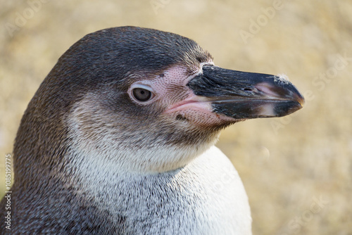 Portrait of a South American Humboldt penguin