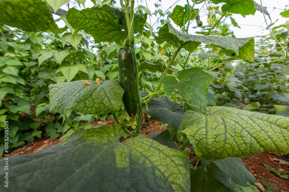 Fresh cucumbers in the greenhouse