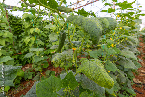 Obraz na płótnie Fresh cucumbers in the greenhouse w salonie