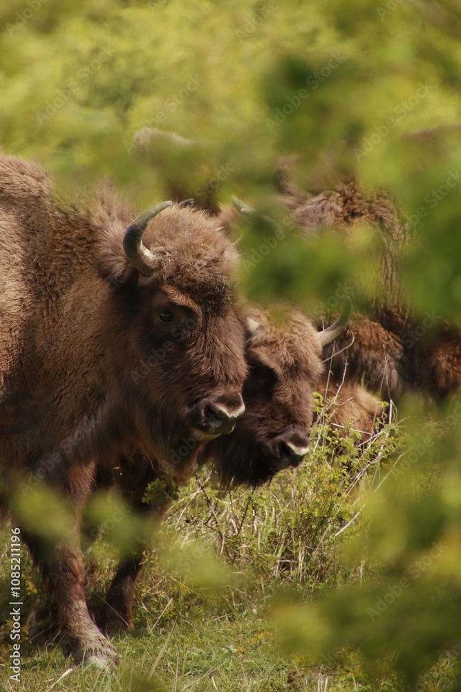 a herd of bison graze on a meadow in the Czech Republic a herd of bison graze on a meadow in the Czech Republic