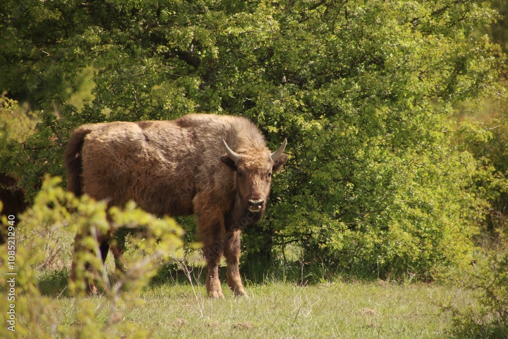 Fototapeta premium A bison in the wild follows its surroundings