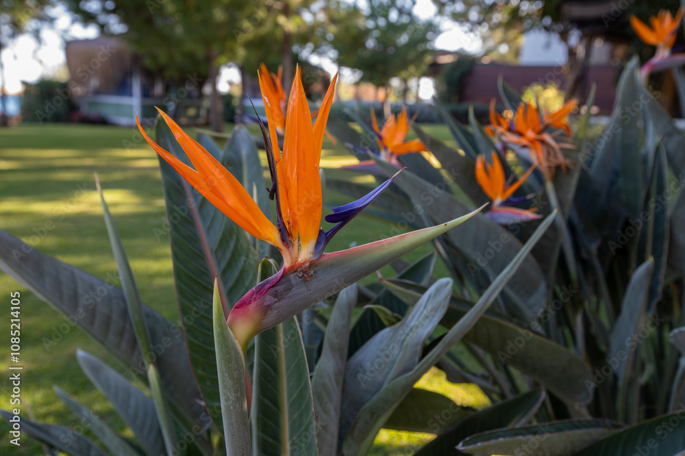 Strelitzia reginae, commonly known as strelicia or bird of paradise, is a perennial, rhizomatous herbaceous plant, about 1.20 m tall, native to South Africa.