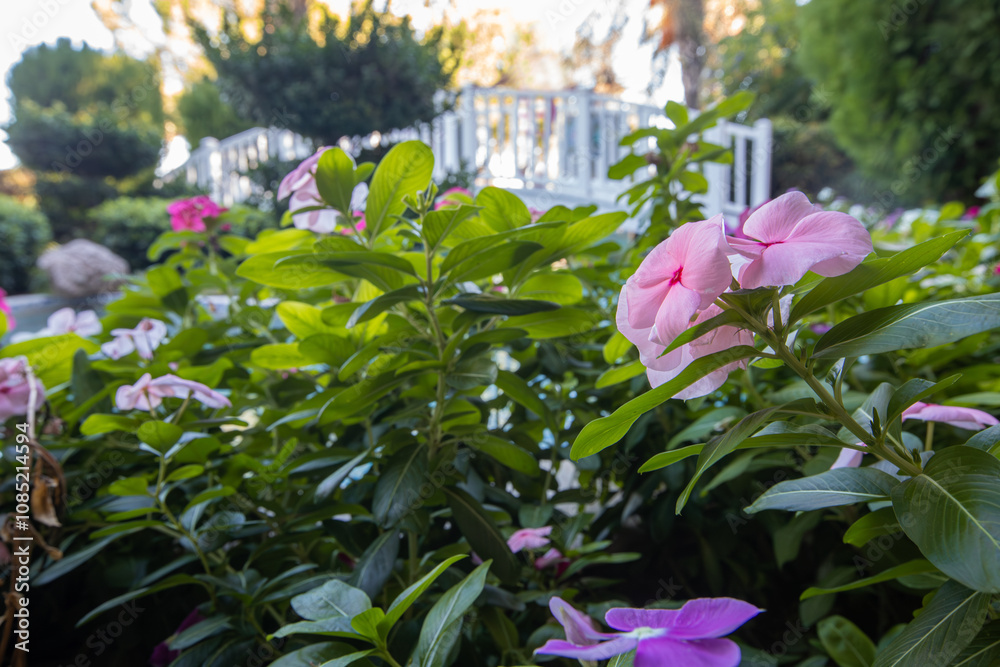 Vinca rosea flower in various colors. Fan or rosette flower.