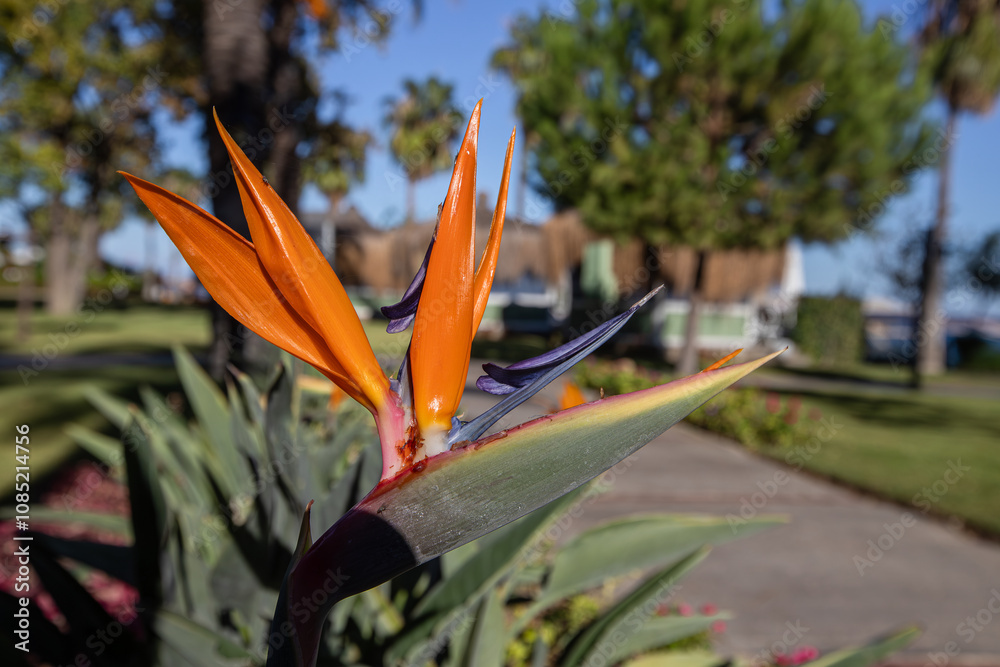 Strelitzia reginae, commonly known as strelicia or bird of paradise, is a perennial, rhizomatous herbaceous plant, about 1.20 m tall, native to South Africa.