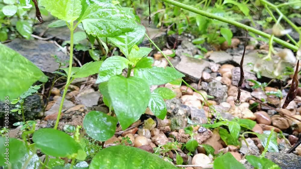 raindrop raindrop