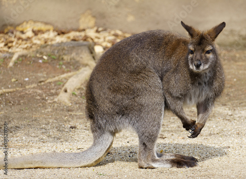 Portrait of a red-necked wallaby or Bennetts wallaby