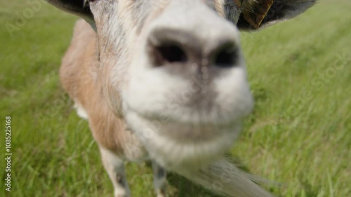 Curious goat grazes on a farm, approaching the camera with interest