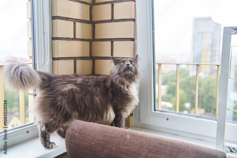 Portrait of a handsome green-eyed gray cat. High quality photo