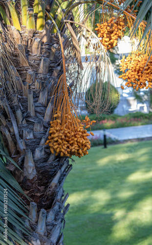 Obraz na płótnie Date palm with ripe dates on it. Southern agriculture w salonie