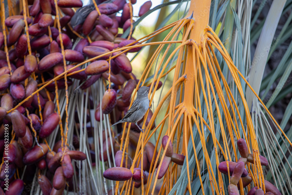 The common sparrow, which is from the sparrow family, is the most well-known sparrow species in the world. sparrow bird eating ripe dates