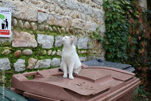 Chat errant blanc photo