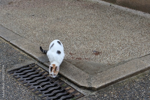 chat errant blanc photo