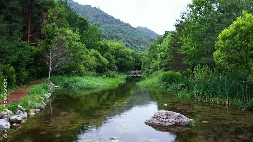 푸른 숲과 강물이 흐르는 편안한 한국의 공원과 춤추는 물풀 푸른 숲과 강물이 흐르는 편안한 한국의 공원과 춤추는 물풀