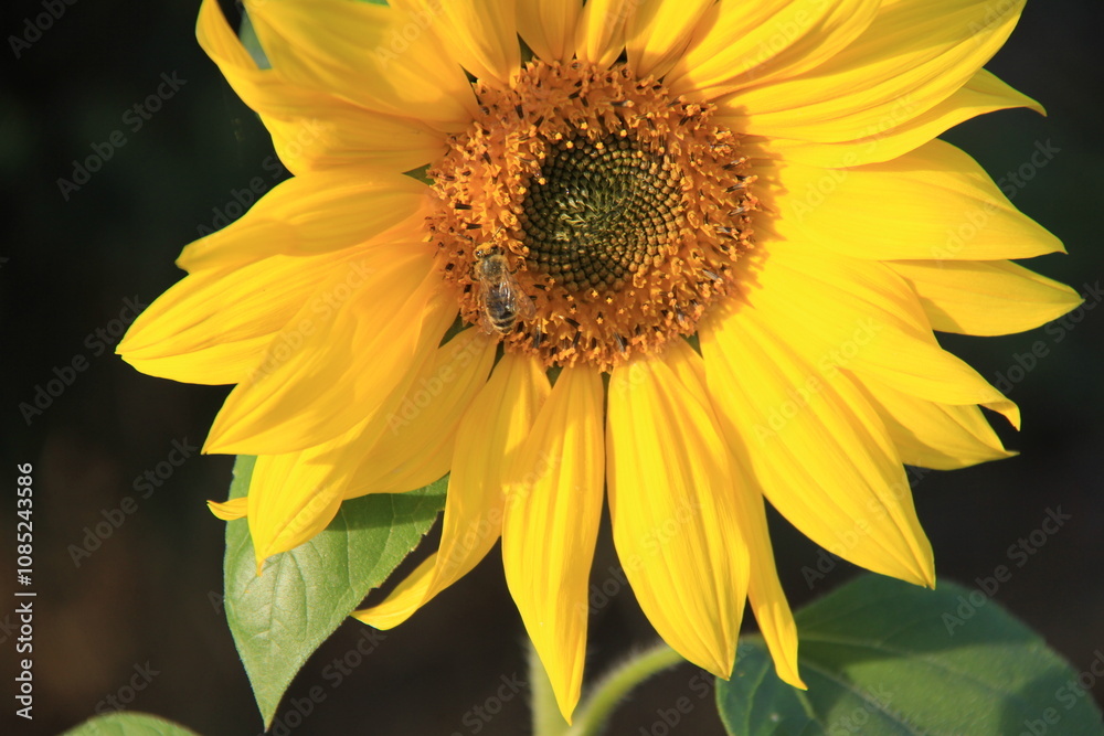 Naklejka premium sunflower in the garden