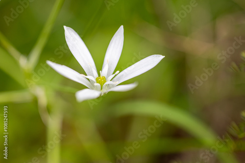 White small primrose with six petals - Ornithogalum umbellatum - in green spring grass photo