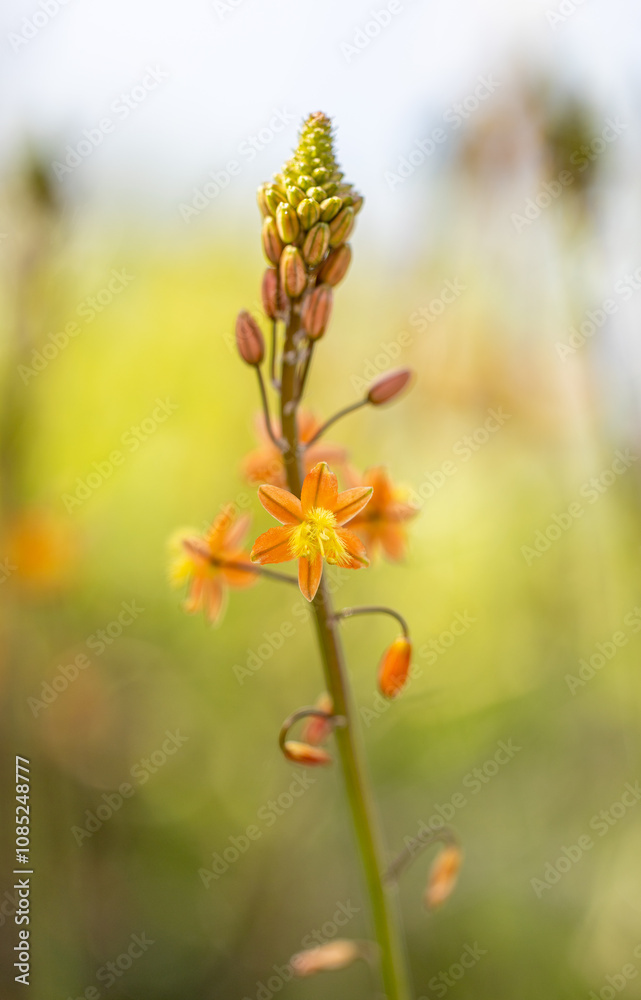 Close up of stalked bulbine - bulbine frutescens - flowers in bloom Close up of stalked bulbine - bulbine frutescens - flowers in bloom