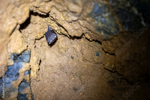 Horseshoe bat hanging in a cave in northern Italy, Europe