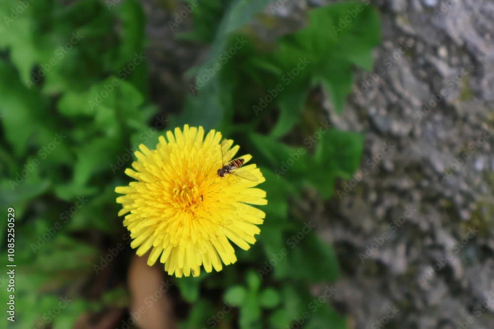 insecte butinant une fleur jaune insecte butinant une fleur jaune