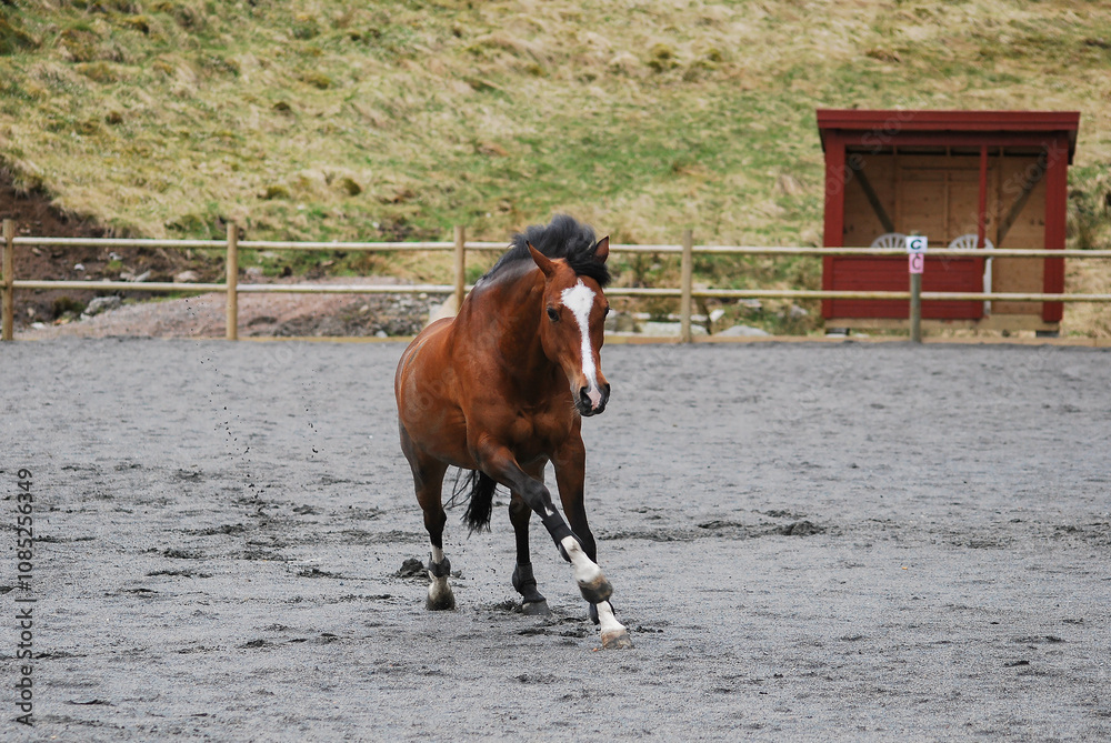 A playful horse running energetically in a sand arena, kicking up dust with powerful strides. A playful horse running energetically in a sand arena, kicking up dust with powerful strides.