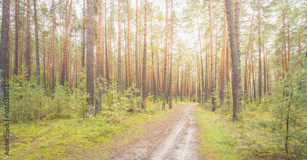 Fototapeta premium Forest path with trees in the background