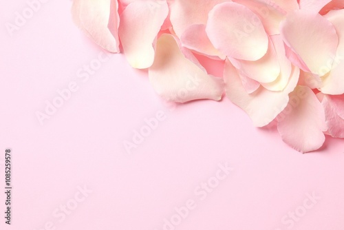 Pink rose petals on a colr background photo