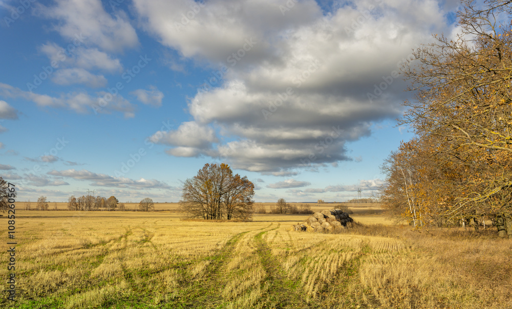 A field of grass with a few trees in the background A field of grass with a few trees in the background