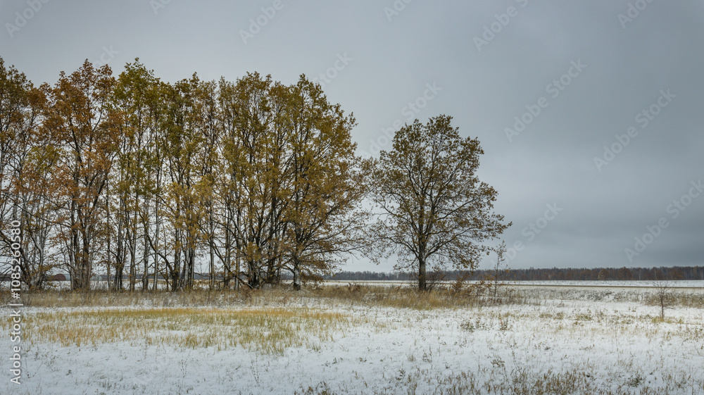 custom made wallpaper toronto digitalA snowy field with trees in the background