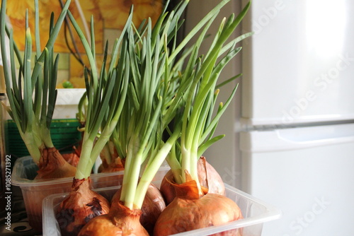 growing green onions at home