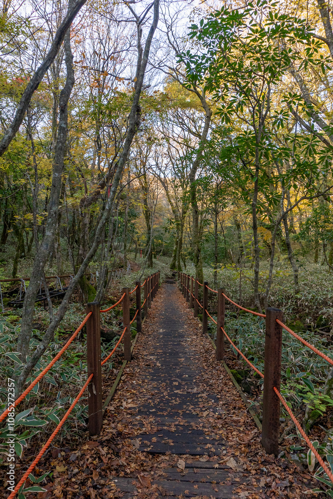 bridge in the forest