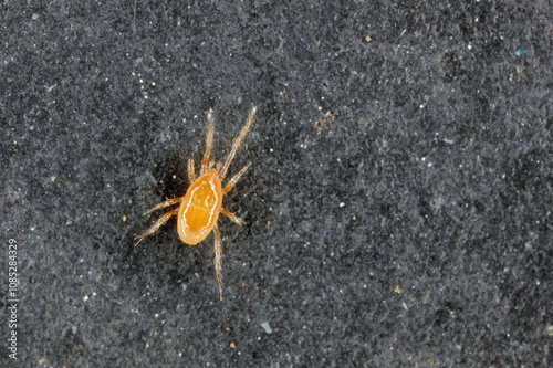 Phoretic mites looking for transportation - beetles to move it to a new location. photo