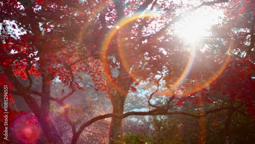 宮島の紅葉