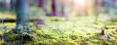 Blur spring forest panorama