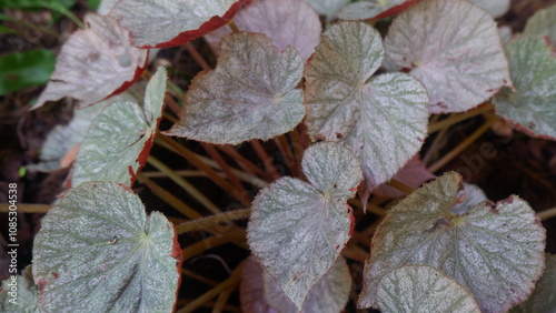 Close up of green red heart shaped leaves decorated in the garden, Plant photo