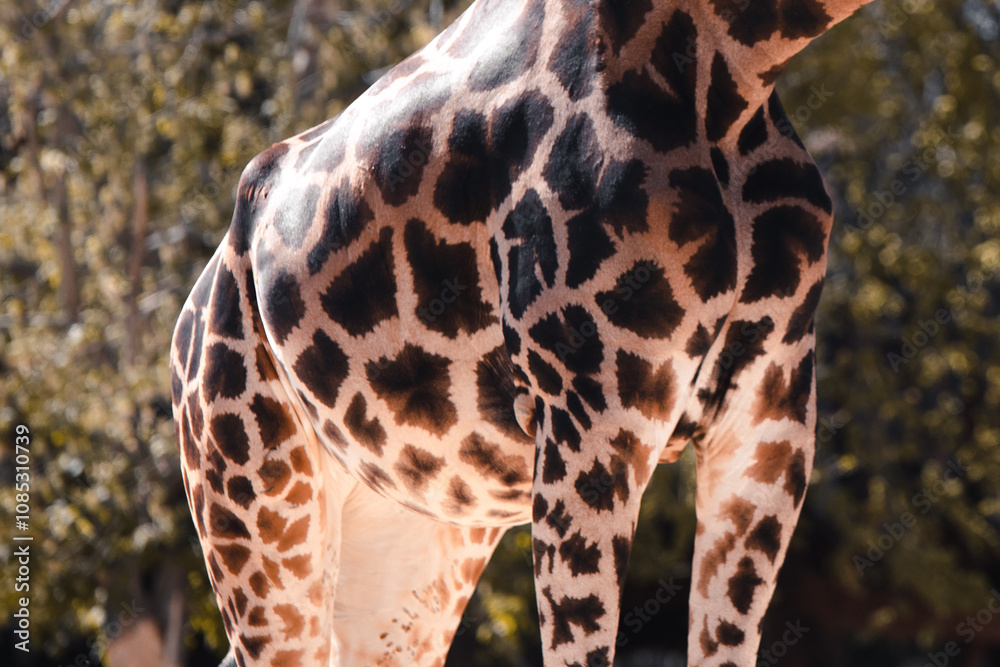 Close-up of a giraffe's patterned skin. Close-up of a giraffe's patterned skin.